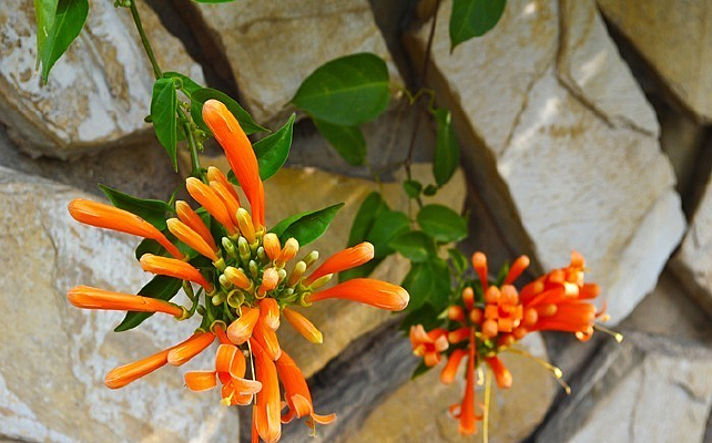 �ۺ�ɫ����