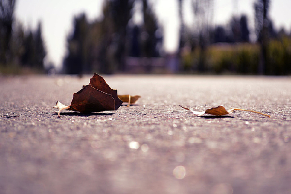 ��Ƭ������·�ϵ���Ҷ