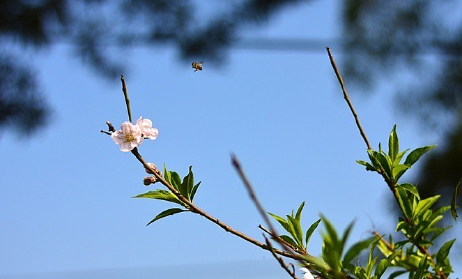 �һ���֦����