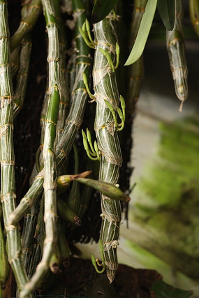 ʯ������