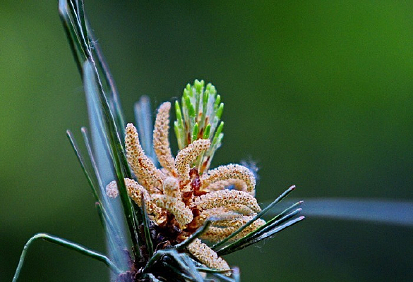 ������ͼ