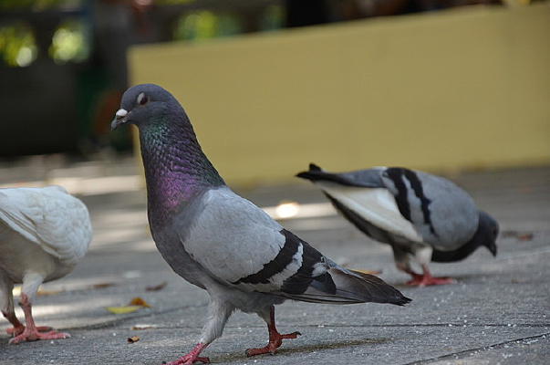 ���ߵĸ���