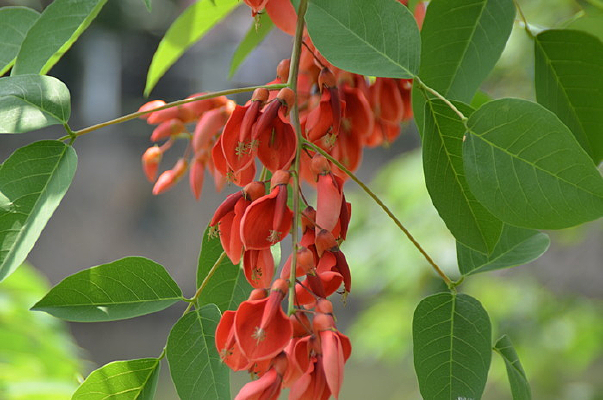 ���ڴ�ͩ��