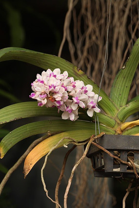 �ۺ�ɫ����