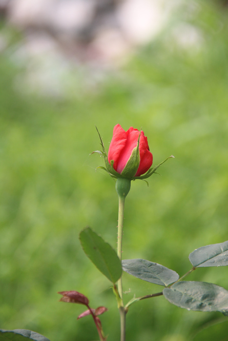 单独一朵玫瑰花图片(单独一朵玫瑰花图片 真实)