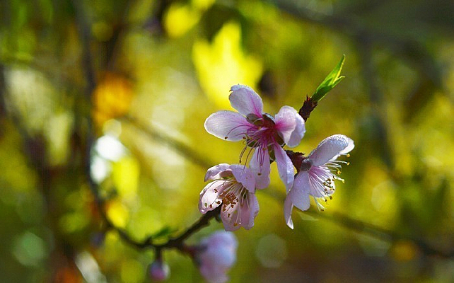 �ۺ�ɫ�һ�֦