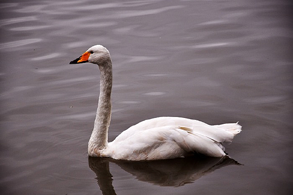 ������Ӿ