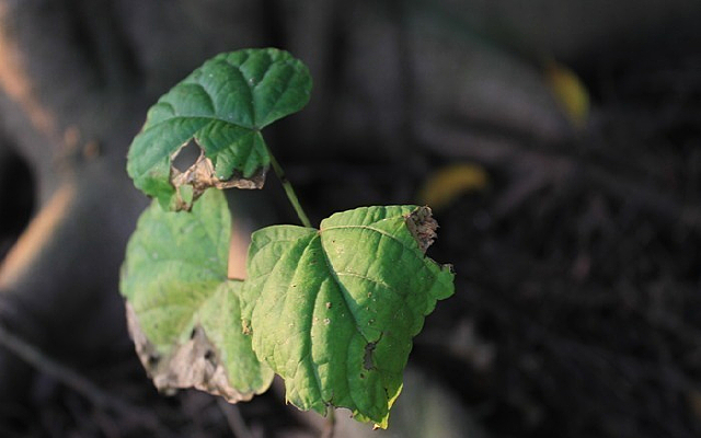 ��ή��Ҷ��