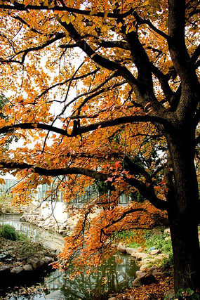 ����С��СϪ