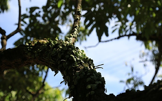 ̦��������