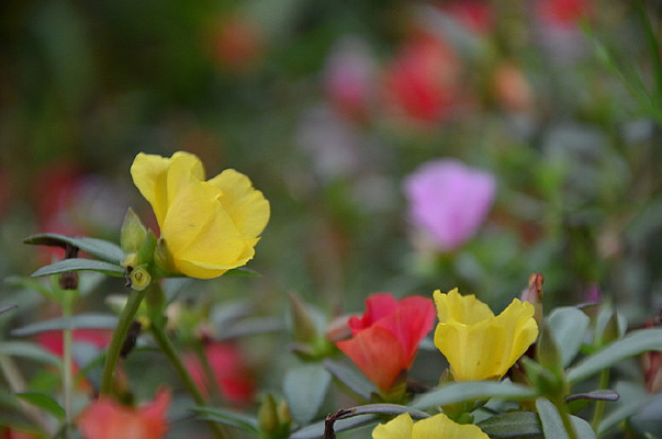 ������ɫ�Ļ�