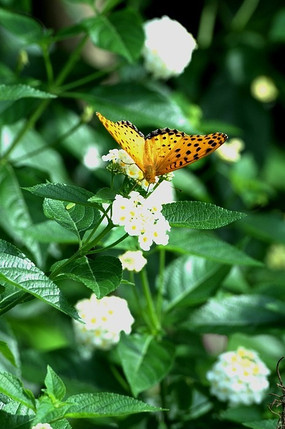 �׻������