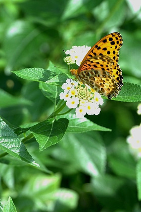 ��ɫ������