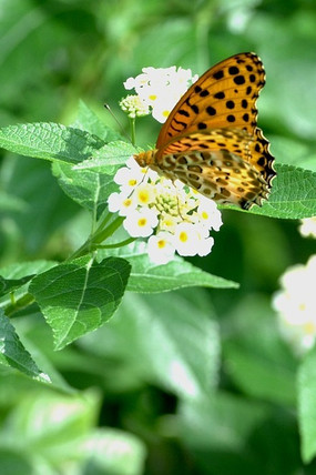 ��ɫ�������