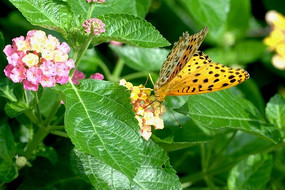 �ɻ��۵ķ��