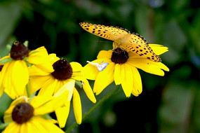 �ɼ����۵ĺ���