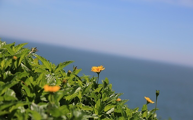 �ݺ�����