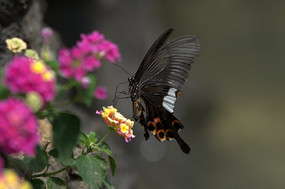 ��ɫ����