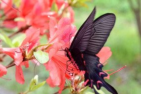 ��ɫ����