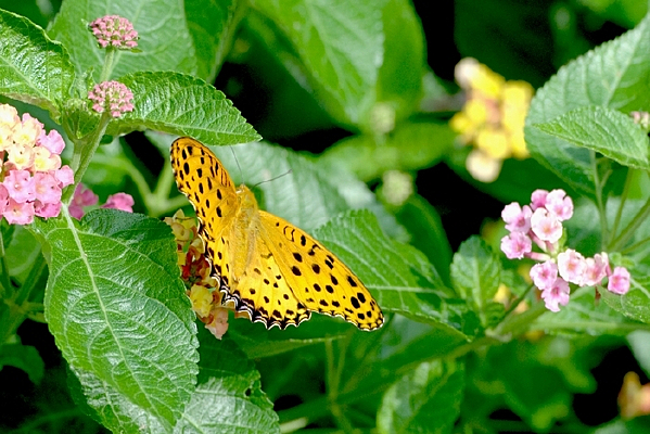 ��ɫ�ĳ���