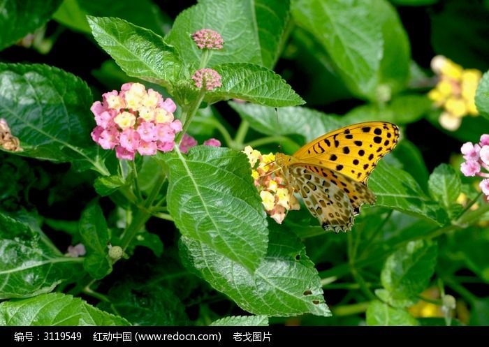 ��ɫ�ĺ���ͼƬ