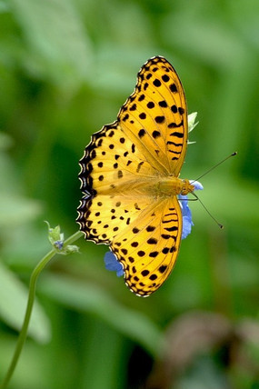 ������ϸ��