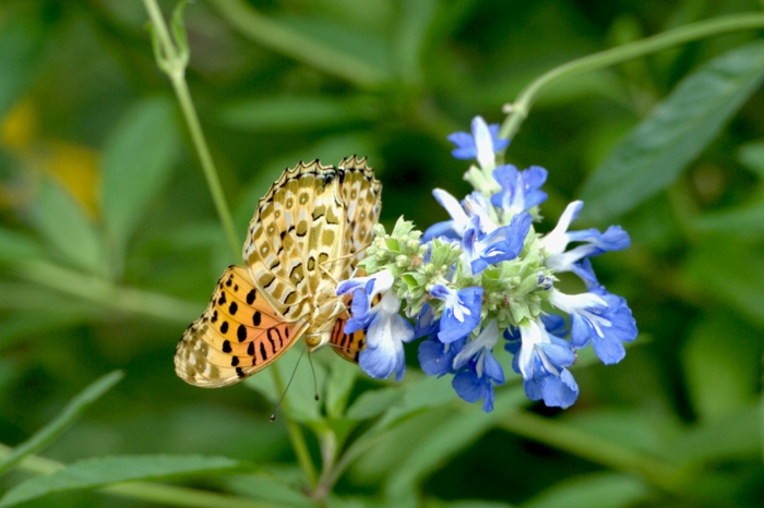 ����������ͼƬ