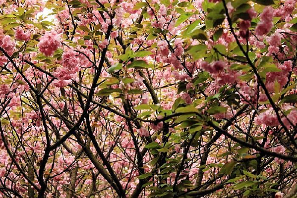 ���ɫӣ����