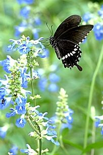 ��ɫ���� �ڷ��