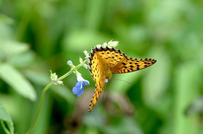 ��ɫ�������