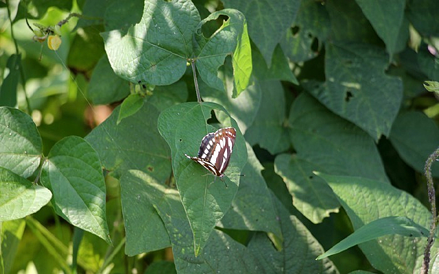 ��Ҷ�ϵĺ���