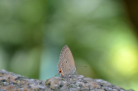 ʯͷ�ϵĺ���