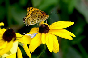 �����ĺ���