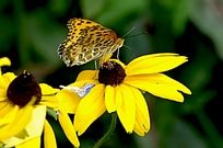 �����ĺ���