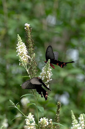 ˫�� ��ֻ����