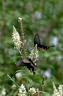 ˫�� ��ֻ����