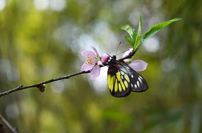 �һ�֦�ϵĻ�����