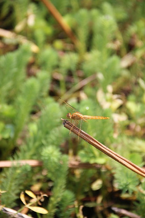 ��Ұ��С��������