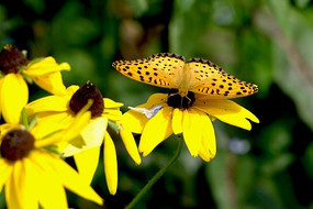 ͣ���ĺ���