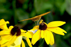 ͤͤ�����ĺ���