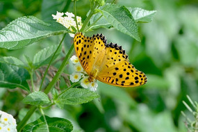 �����ĳ��֮����