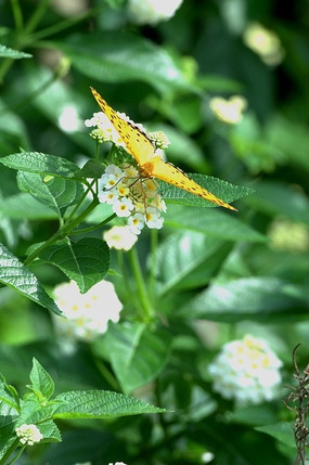 �ſ����ķ��