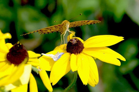 ����ĺ���