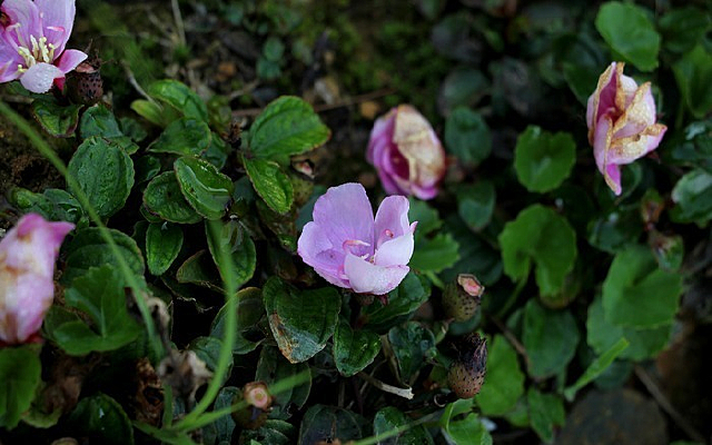 ��ɫ��Ұ��