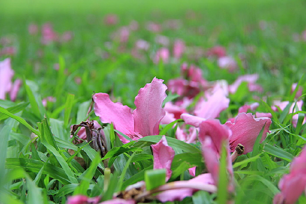 ��ɫ���ݵ�