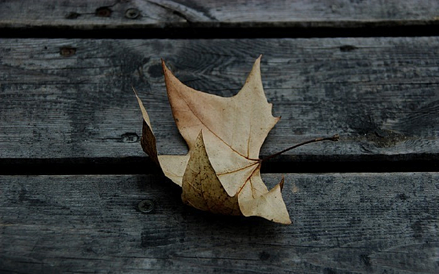 ��ɫ��ͩ��