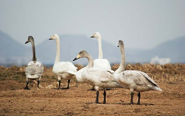 �����һ��