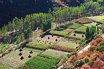Դׯ