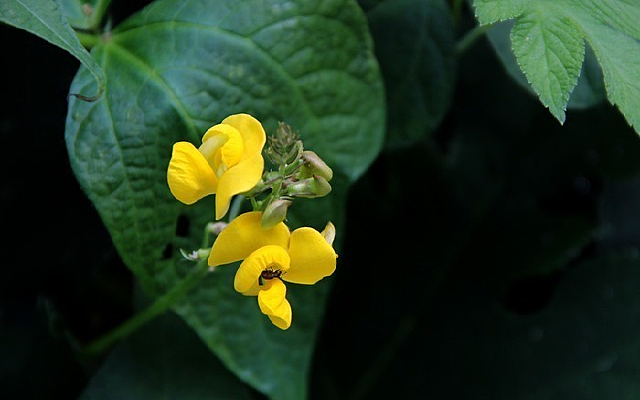 ����ɫ�ⶹ