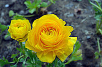 ��ɫõ�廨ͼƬ